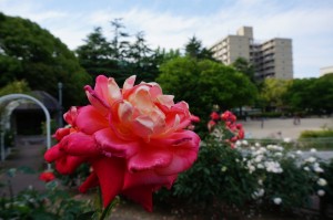 片山公園のバラ