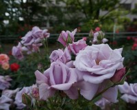 片山公園のバラ
