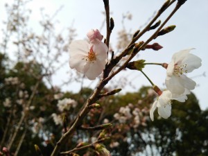 吹田市藤白台の桜