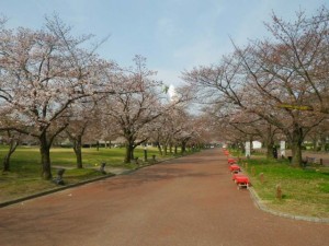 万博公園　桜の開花状況。2016年3月30日現在5分咲きです。（万博記念公園　公式ホームページより）