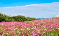 「万博記念公園　コスモス・コキアフェスタ」を開催します！ | 大阪府