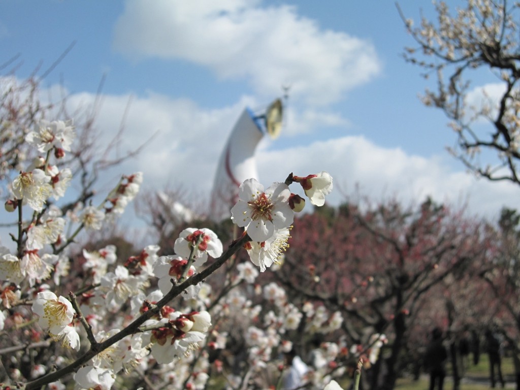 万博公園で梅まつりが始まりました スイタウェブ